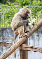 Baboon feeding on tree trunk at zoo