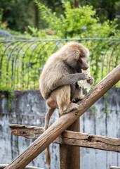 Baboon feeding on tree trunk at zoo