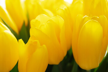 tulips bouquet, yellow flowers gift for Easter, birth, romantic bunch in spring