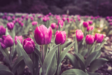 Tulip Flowers in a famous Bellingrath Garden