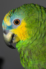 Amazon parrot close-up. Tropical birds with beautiful plumage feathers.