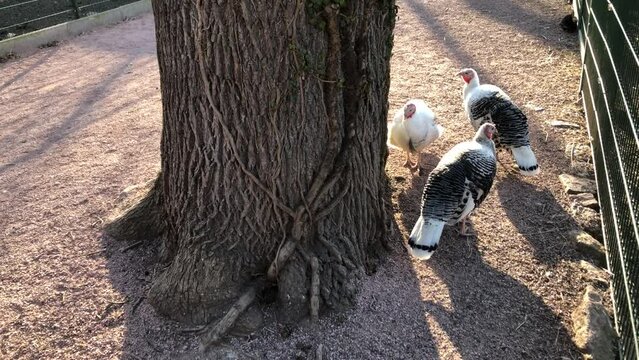Frei laufende Puten an einem Baum.