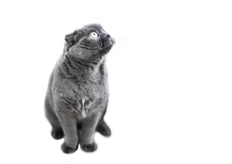 Gray cat isolated on a white background