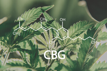 CBG Cannabis oil Treatment, Marijuana plant. Alternative Medicine hemp oil cannabigerol