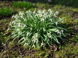green moss on the ground