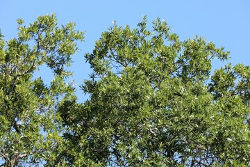 blue sky and tree