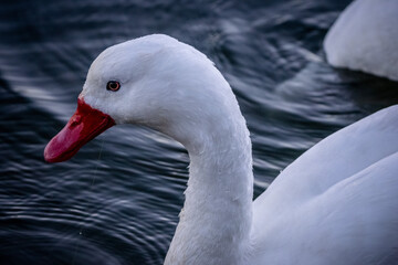 white swan on the water