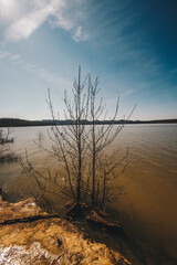 Flooded Lake Tree
