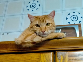 A cat on window sill