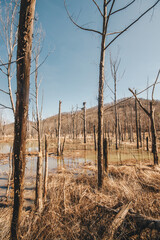Obraz premium Swamp Forest