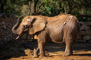 A large adult elephant walks in an Israeli safari