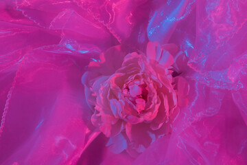 Top view of peony on fabric in neon light. Creative summer concept