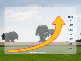 Increased wheat price. Rising arrow to demonstrate strong price changes upward for wheat. A wheat...