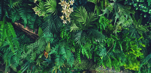 Green creeper plant, fern, orchid, vine or ivy and leaves wall for background in vintage tone. Natural wallpaper or Nature pattern. Freshness season