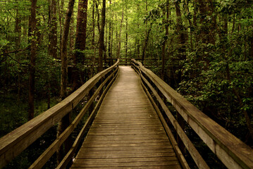 Wooden bridge going between the green trees in the forest in South Carolina