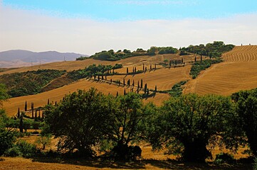 Tuscany landscape with cypresses