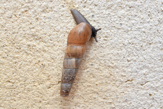 Escargot &agrave; coquille conique, allong&eacute;e.