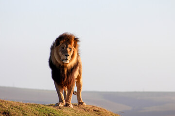 Fototapeta na wymiar Lion standing on a small hill