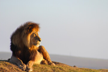 Adult male lion at sunset