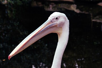 close up of a pelican