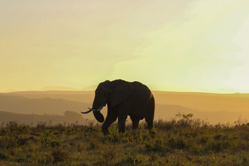 Obraz na płótnie Canvas Elephant in the sunset