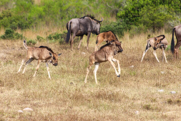 Young wildebeest playing in the savannah