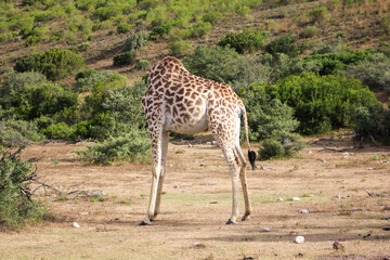 Headless giraffe in the savannah