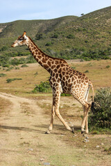 Giraffe in the wild