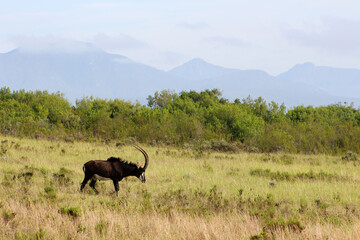 Elephant taking a sand bath