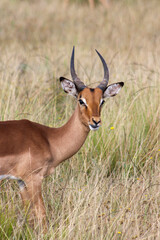 Naklejka na ściany i meble Portrait of an impala in the savannah