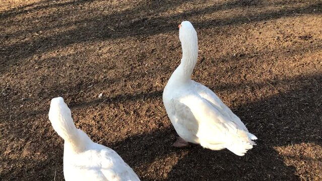 Wei&szlig;e G&auml;nse auf dem Bauernhof.