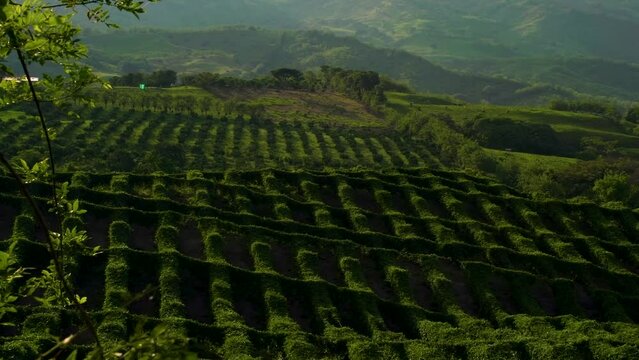 Green Coffee farm landscape in Valpareiso, Colombia.