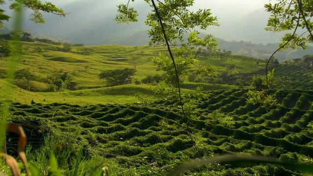 Green lush Coffee farm landscape in Valpareiso, Colombia.