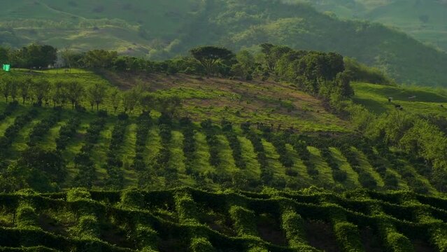 Lush green Coffee farm landscape in Valpareiso, Colombia.