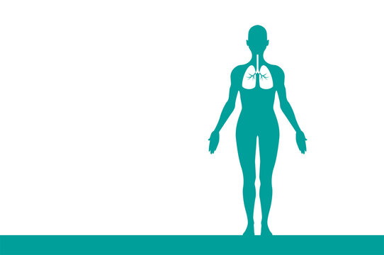 sagoma, organi corpo umano, medicina
