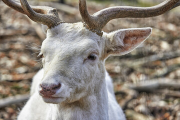 Closeup shot of the white stag on the blurry background in Wildpark Gangelt in Germany