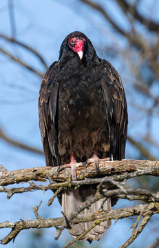 Vertical shot of a turkey vulture perched in a tree