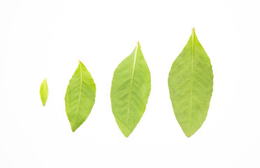 Naklejka na ściany i meble different types of green leaf or leaves isolate on white background