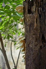 Common Tree Fungus