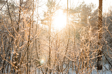 Las pokryty śniegiem podczas zachodu słońca - obrazy, fototapety, plakaty