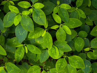 Fototapeta na wymiar Green foliage
