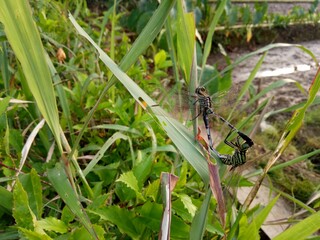 dragonfly on a leaf