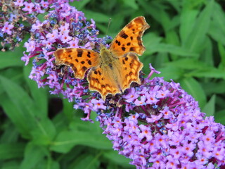 a butterfly on a flower