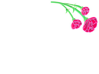 Carnation illustration