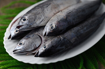Freshly caught fish, young tuna closeup on white plate, horizontal view