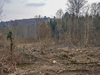 Frisch gerodete Waldf&auml;che