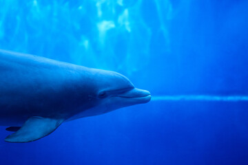 Closeup shot of a cute dolphin at the Genova Aquariums in Italy