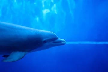 Fototapeten Closeup shot of a cute dolphin at the Genova Aquariums in Italy © Diana Samson/Wirestock Creators