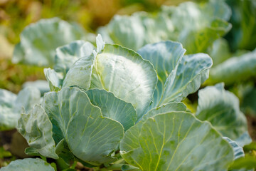 organic cabbage grows in the ground on a farm