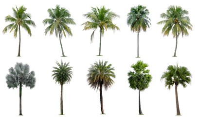 Set of coconut and palm trees isolated on white background, Suitable for use in architectural design, Decoration work, Used with natural articles both on print and website. - obrazy, fototapety, plakaty